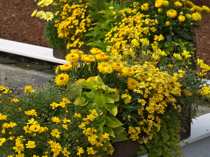 Combination jaune sur le balcon