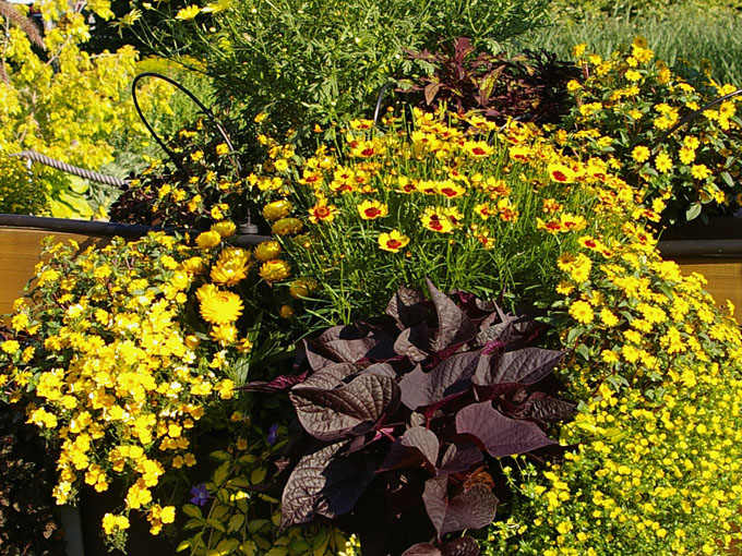 Balkonkasten mit gelben Blumen bepflanzen.