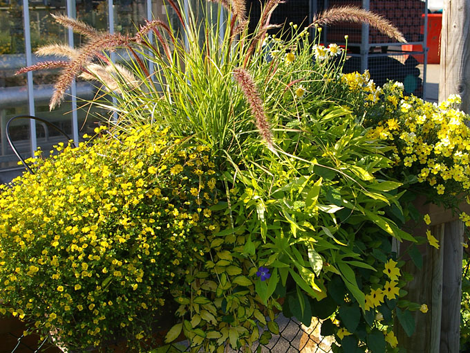 Blumen und ideen für ihre blumenkästen in gelb