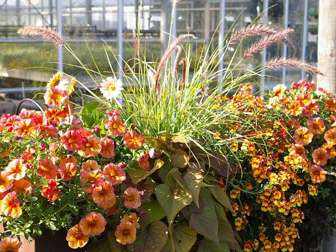 Plantation moderne en orange sur le balcon