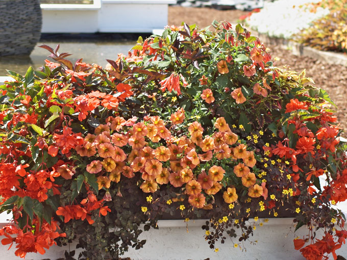 Balkonbepflanzung in orange