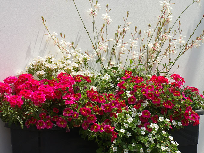 Pflanzen für den Balkon in pink und weiß.