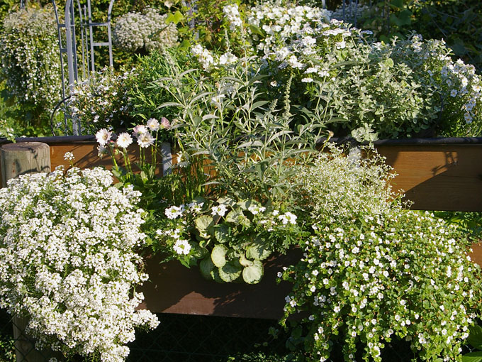 Weiße Pflanzen für den Balkon