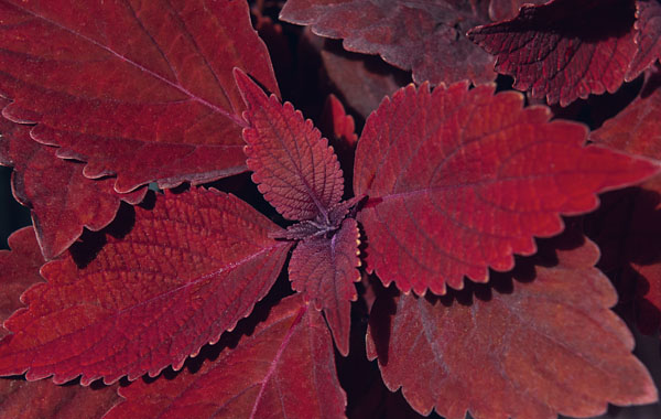 Buntnesseln (Coleus)