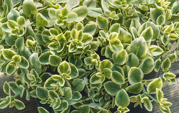 Eiskraut - Aptenia cordifolia
