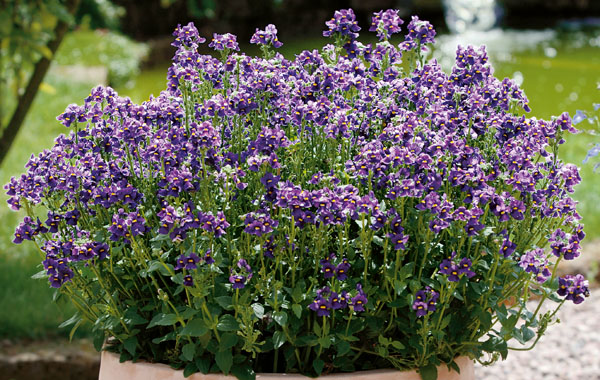 Elfenspiegel Karoo (Nemesia)