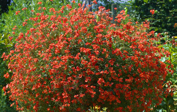 Elfensporn Breezee (Diascia)