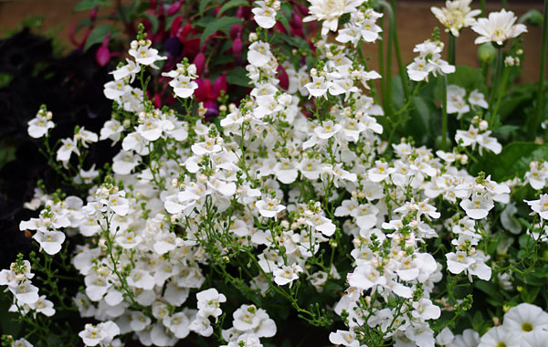 Elfensporn Breezee (Diascia)