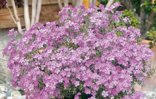 Phlox Summerstar