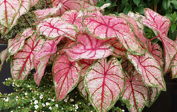 Kaladie Heart to Heart (Caladium)