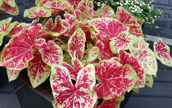 Kaladie Heart to Heart (Caladium)