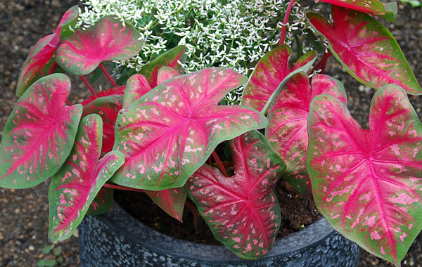 Kaladie Heart to Heart (Caladium)