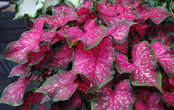 Kaladie Heart to Heart (Caladium)