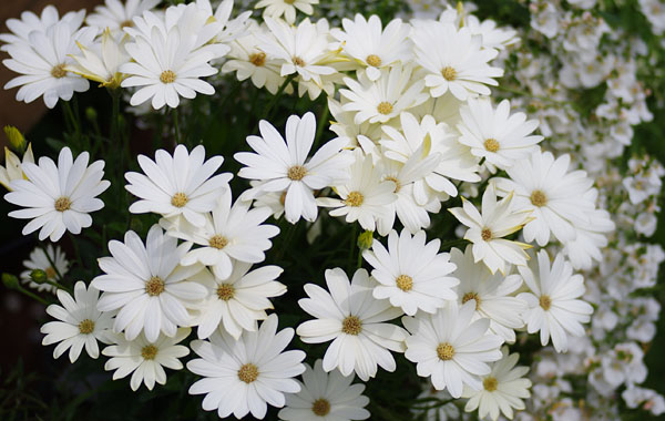 Marguerite du Cap 'Summersmile'