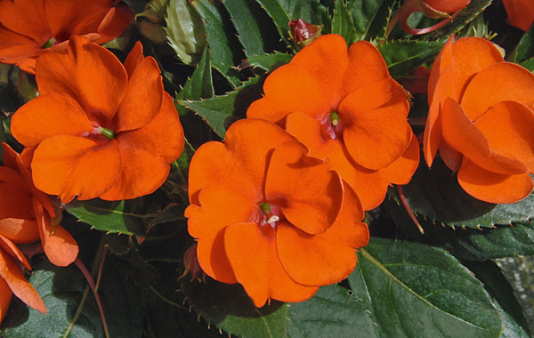 Sonnen-Impatiens Sunpatiens