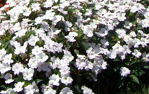 Sonnen-Impatiens Sunpatiens