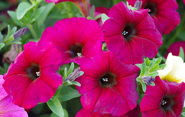 Petunia Beautical