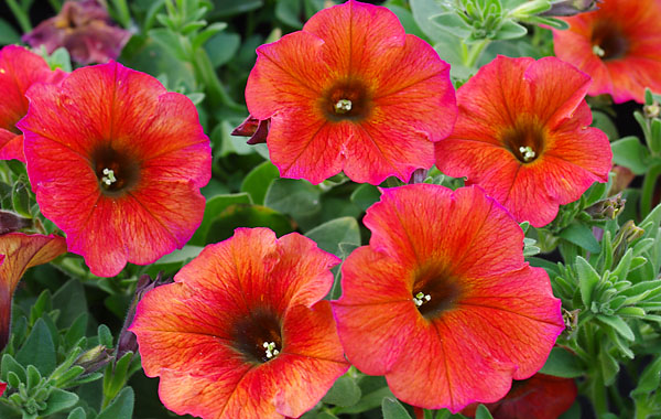 Petunia Beautical