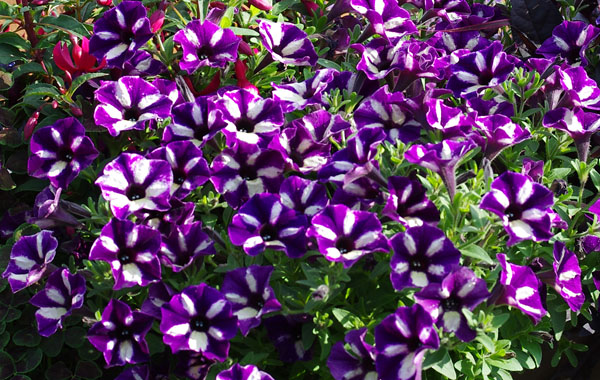 Petunie Grape Star Petunie Grape Star