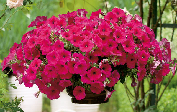 Petunia Veranda