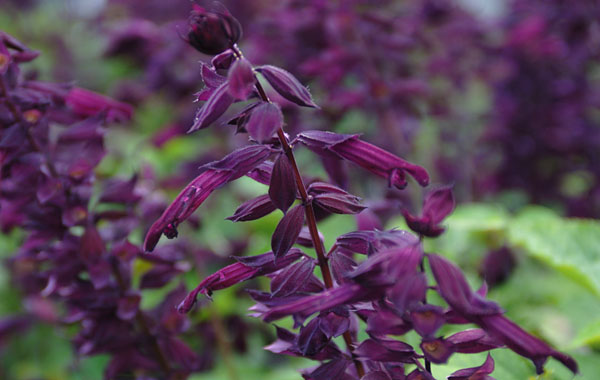 Feuersalbei GoGo Purple Feuersalbei GoGo Purple