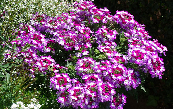 Verbene Vepita Amethyst Kiss in drei Farben Verbene Vepita Amethyst Kiss in drei Farben