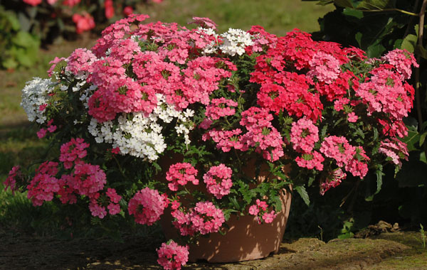 Verveine Vepita (Verbena)