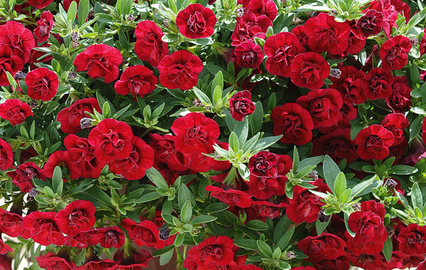 Calibrachoa Superbells