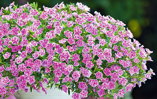 Calibrachoa Superbells Sweet Love 