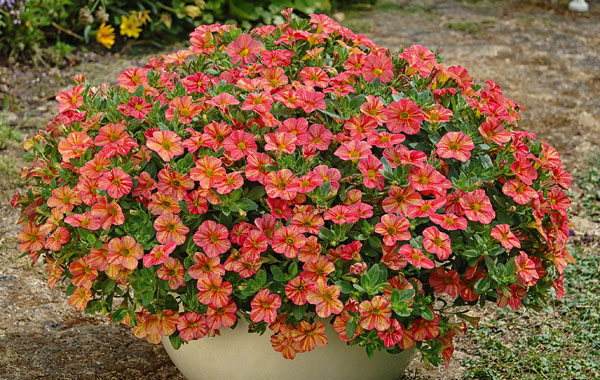 Zaubergloeckchen Tropical Sunrise für den Balkon Zaubergloeckchen Tropical Sunrise für den Balkon