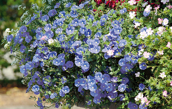 Zierwinde Blue Cascade Zierwinde Blue Cascade