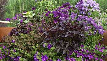 compositions des plantes bleues
