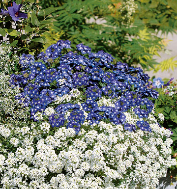 Terrasse en bleu-blanc