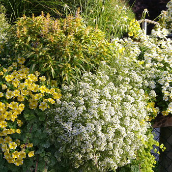 Compositions pour le balcon en jaune.