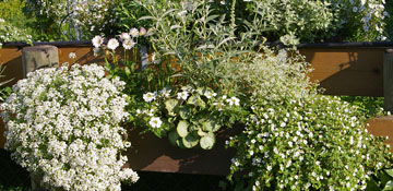 Balcon avec des plantes blanches