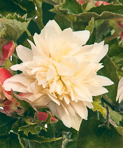 BELLECONIA Cream von Proven Winners. BELLECONIA Cream von Proven Winners.