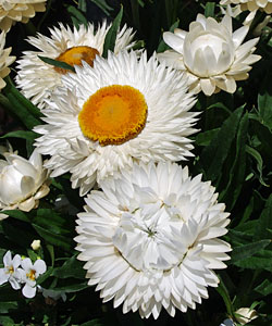Strohblume SUNBRELLA White