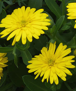 Ringelblume Powerdaisy Sunny