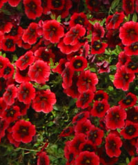 SUPERBELLS Pomegranate Punch von Proven Winners. SUPERBELLS Pomegranate Punch von Proven Winners.