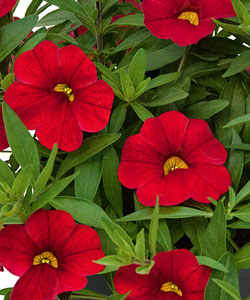 Unique Red von Proven Winners. Unique Red von Proven Winners.