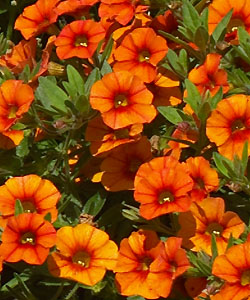 Unique Orange von Proven Winners. Unique Orange von Proven Winners.
