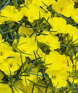 Texanische Wüstenrose SUPERLOPHUS Yellow