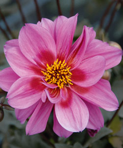 Dahlie Dreamy