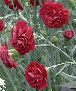 Gartennelke DEVON COTTAGE Dark Red