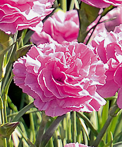 Gartennelke DEVON COTTAGE Pink