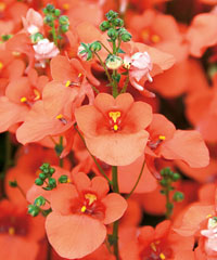 Breezee Orange von Proven Winners. Breezee Orange von Proven Winners.