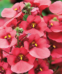 Breezee Red von Proven Winners. Breezee Red von Proven Winners.