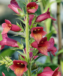 Illumination Raspberry von Proven Winners. Illumination Raspberry von Proven Winners.