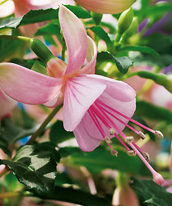 Fuchsie Shadowdancer Rosella