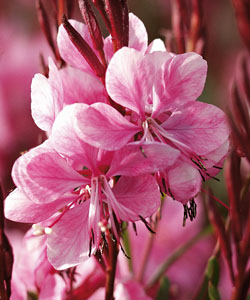 Prachtkerze  Lillipop Pink